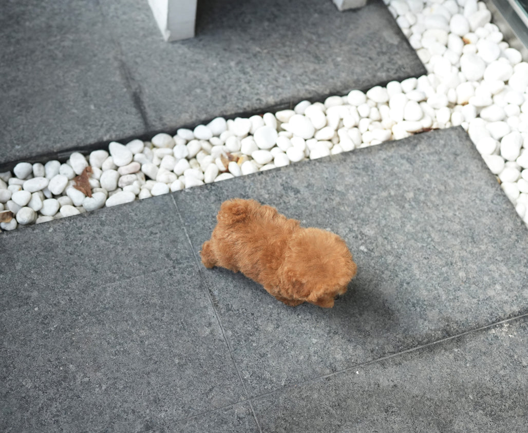 POODLE_DOROSI