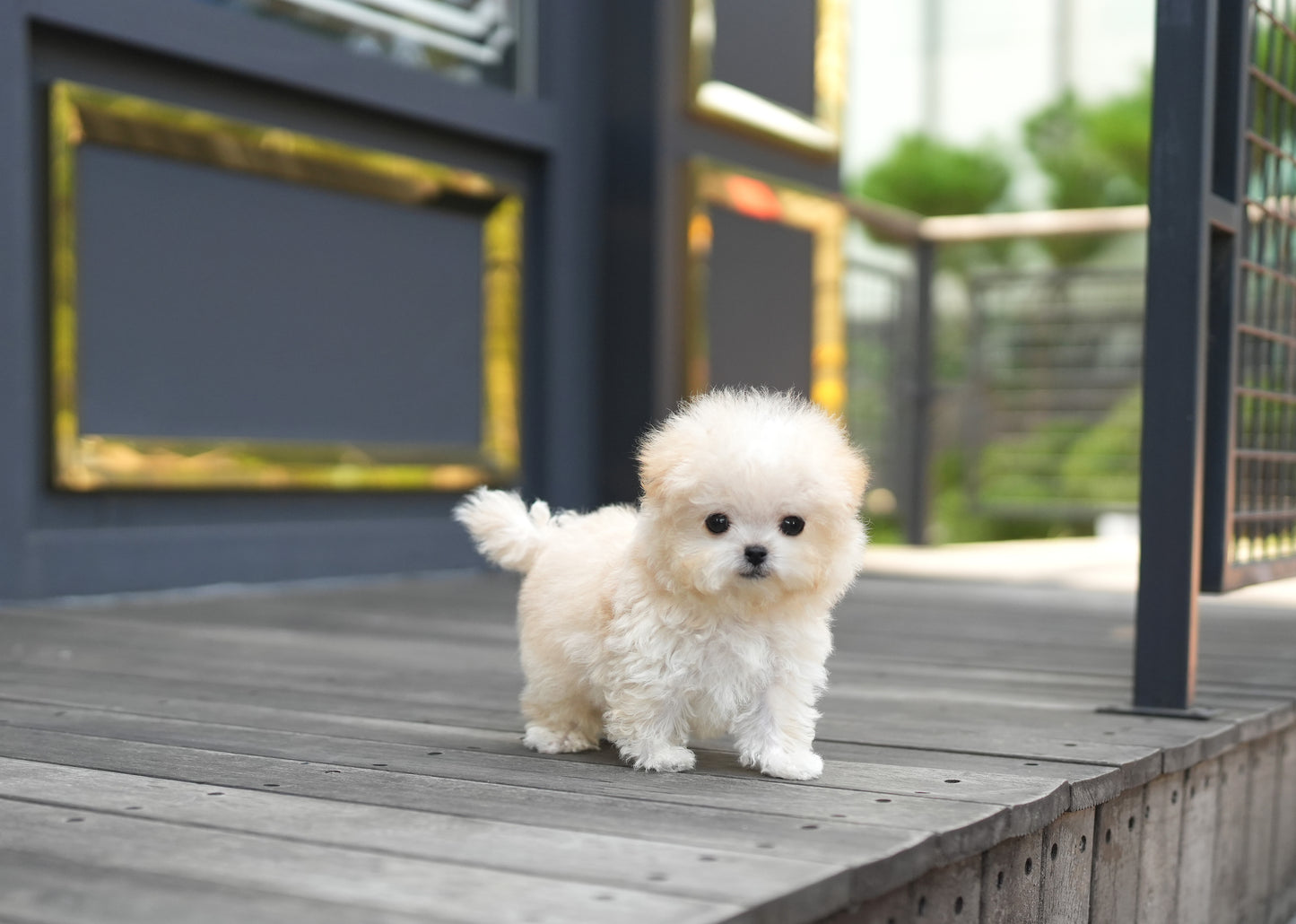 MALTIPOO_CANDY
