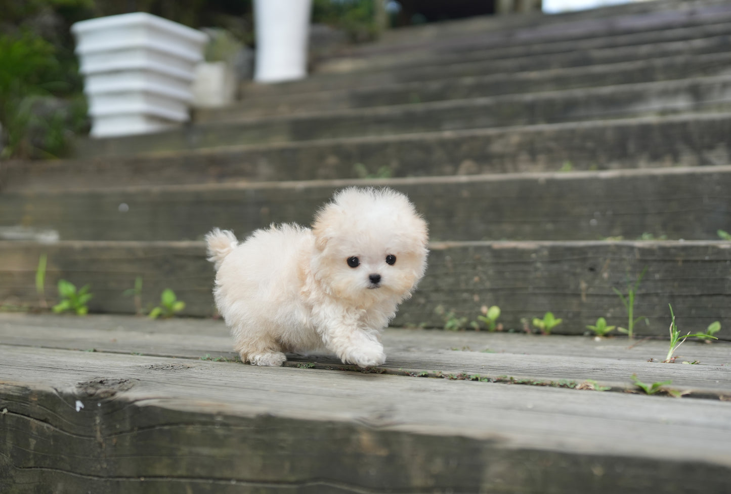 MALTIPOO_CANDY