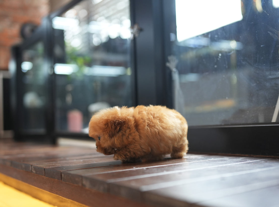 MALTIPOO_BRUNI