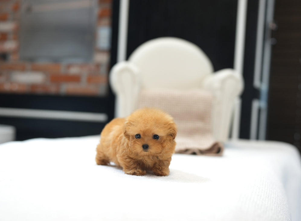 MALTIPOO_BRUNI