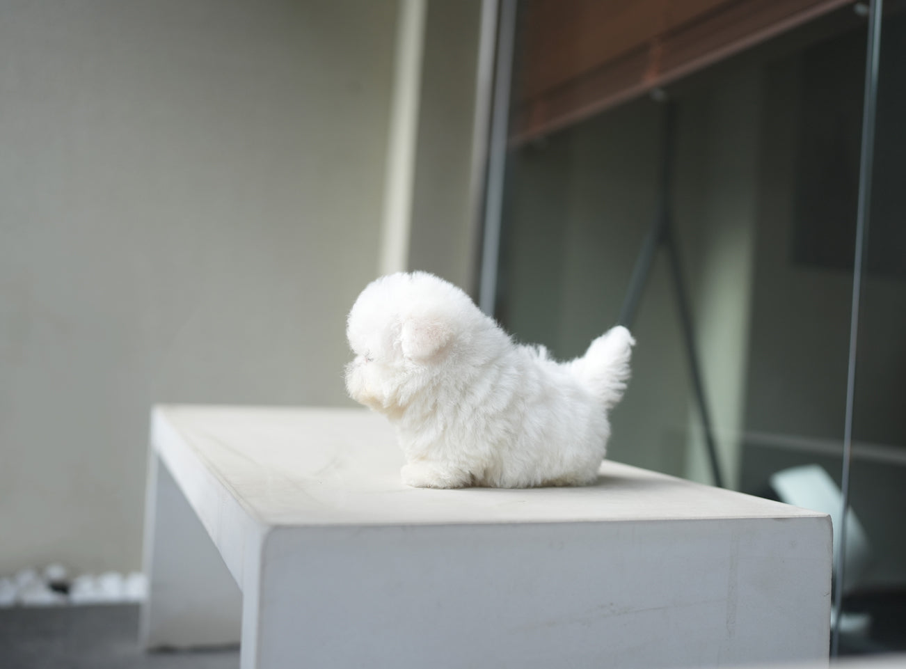 BICHON_FENDI