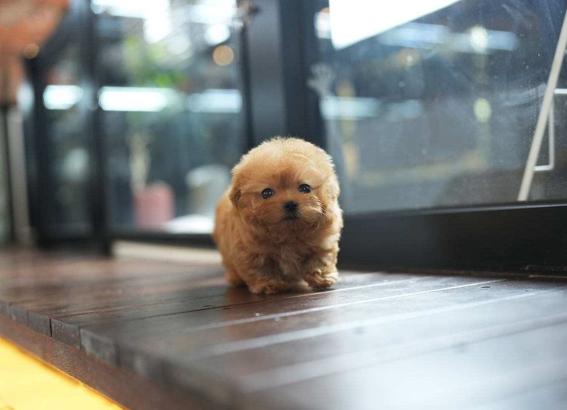 MALTIPOO_BRUNI