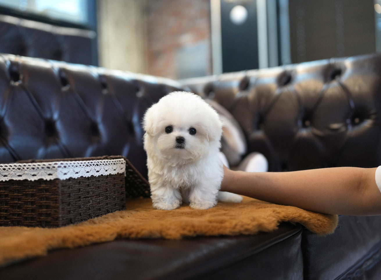 BICHON_FENDI