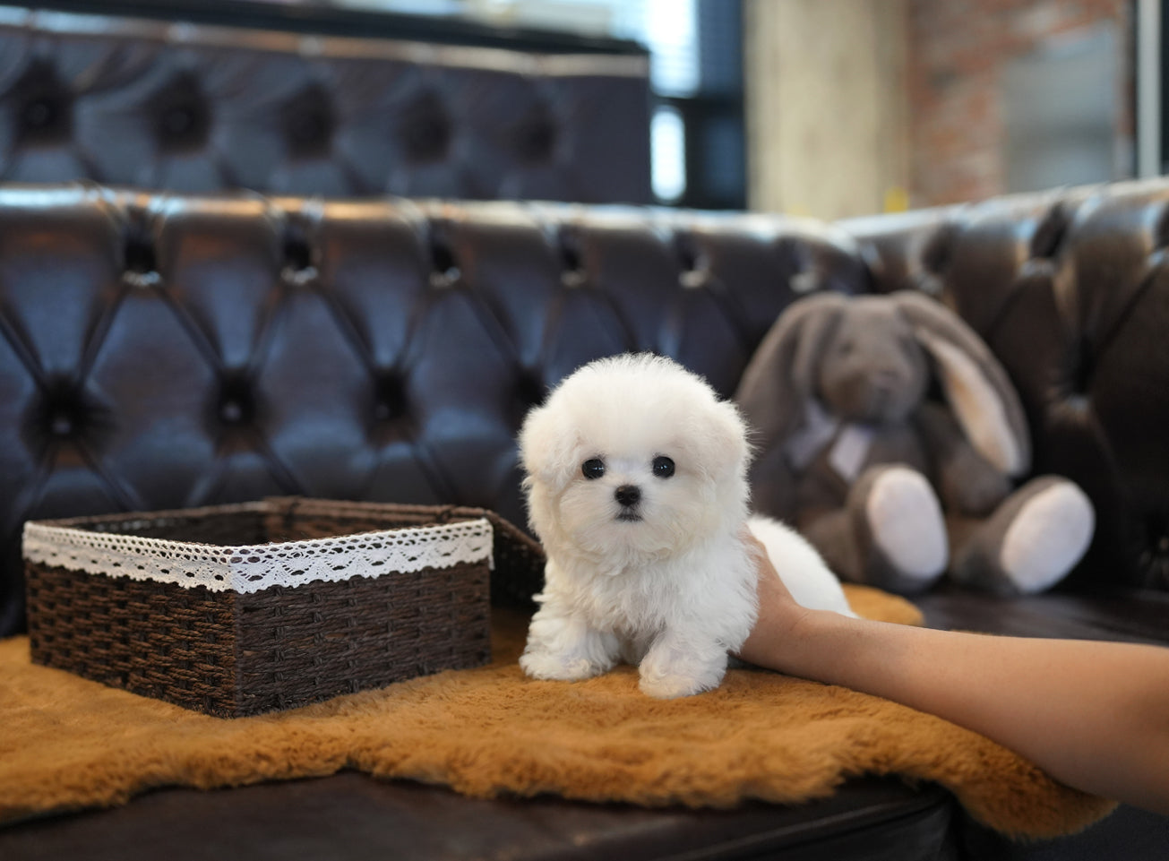 BICHON_FENDI