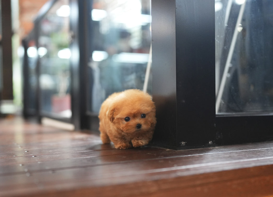 MALTIPOO_BRUNI