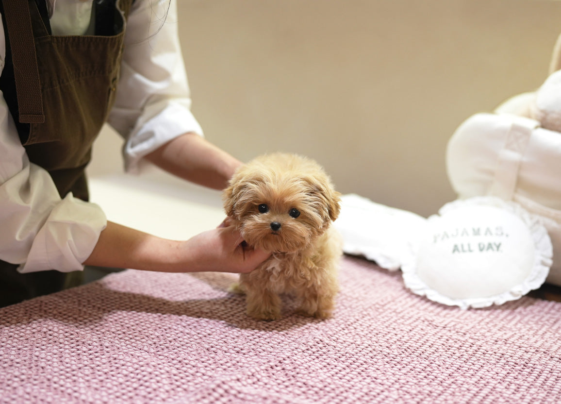 MALTIPOO_PIKKA