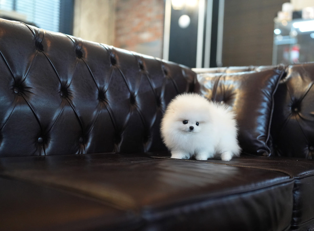 POMERANIAN_TISSUE