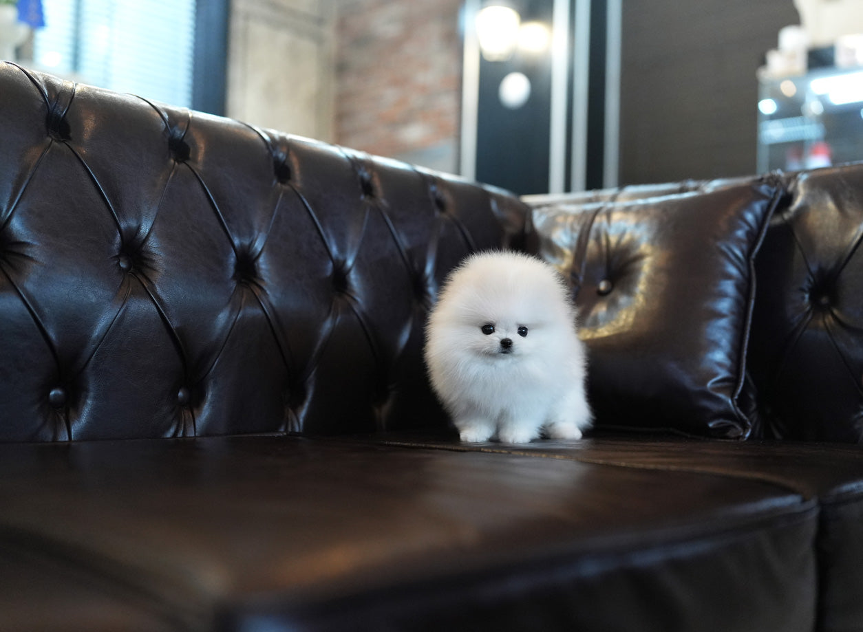 POMERANIAN_TISSUE