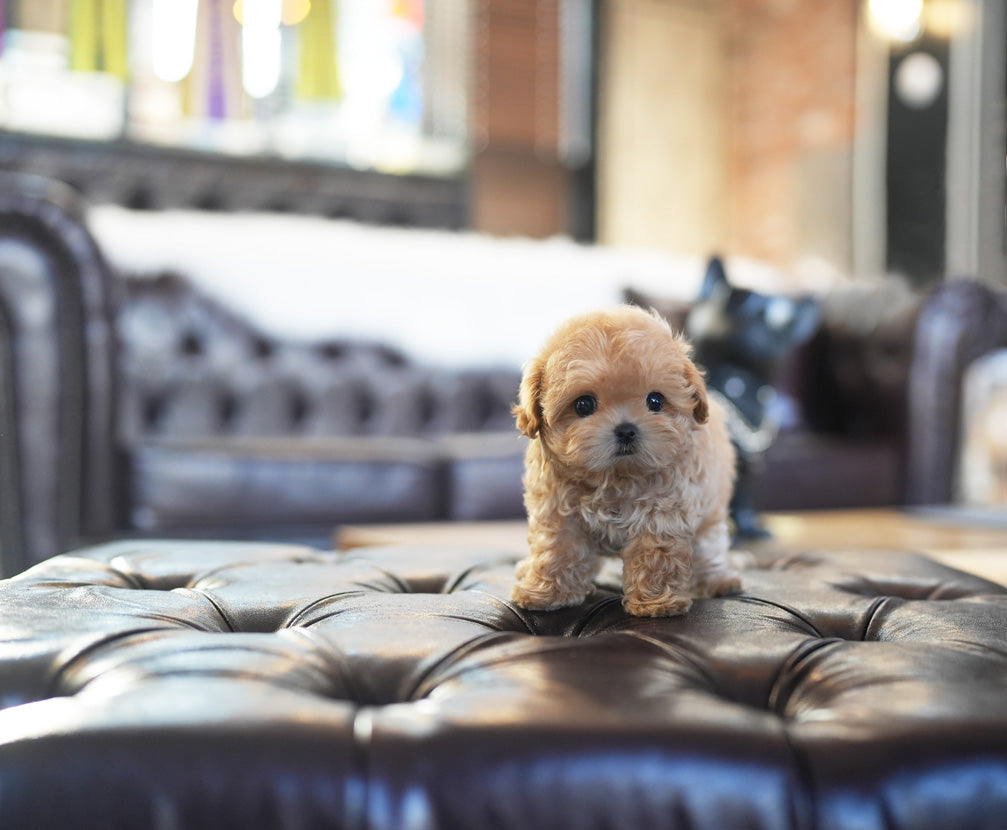 MALTIPOO_MORIYA