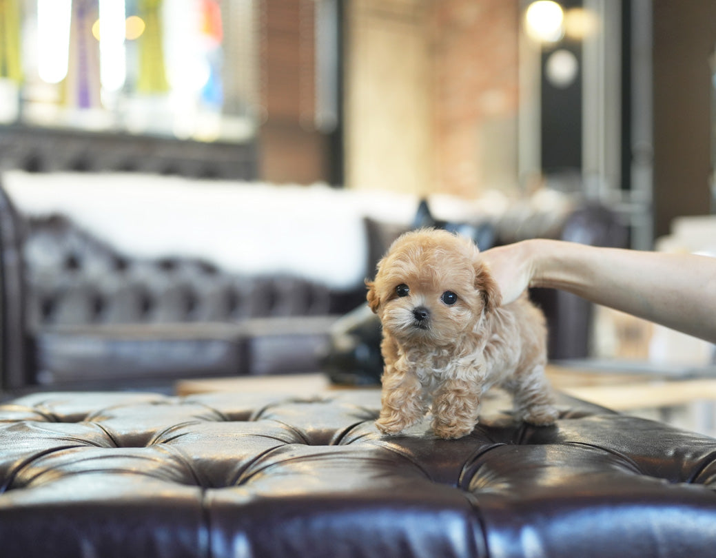 MALTIPOO_MORIYA