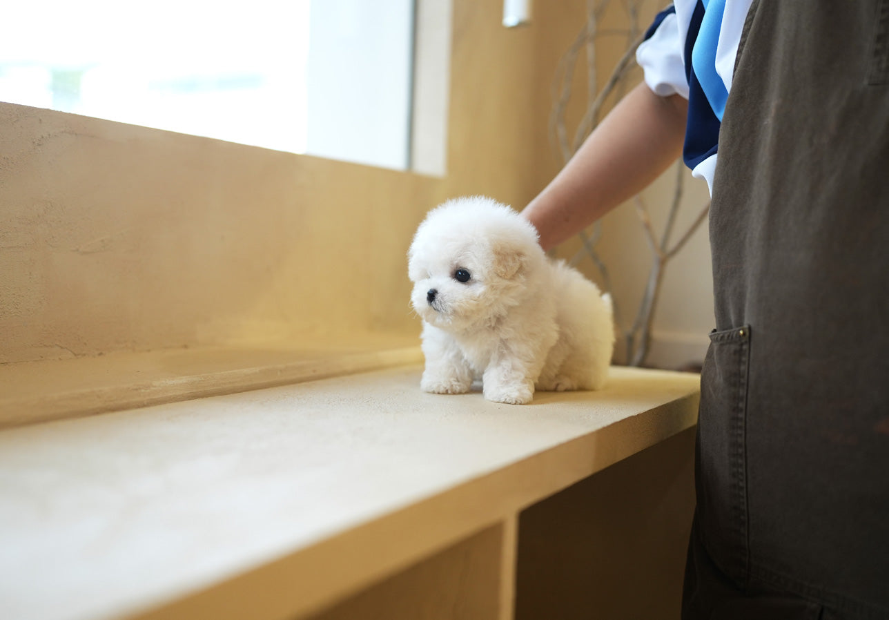 BICHON_SONY