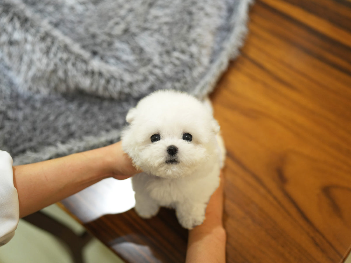 BICHON_SONY