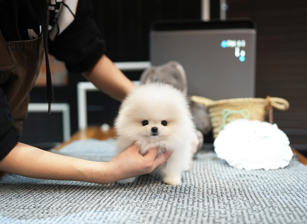 POMERANIAN_TISSUE