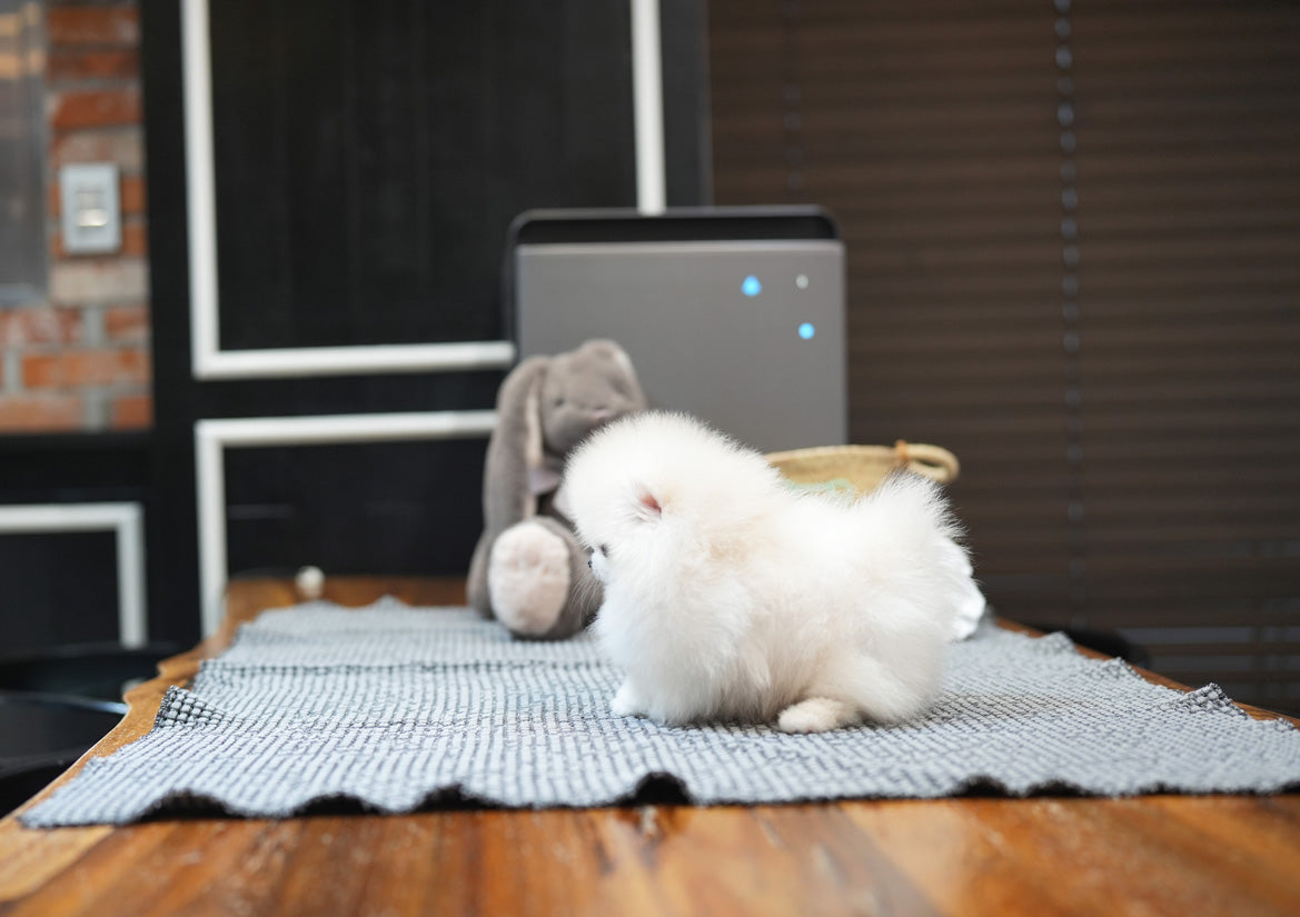 POMERANIAN_TISSUE