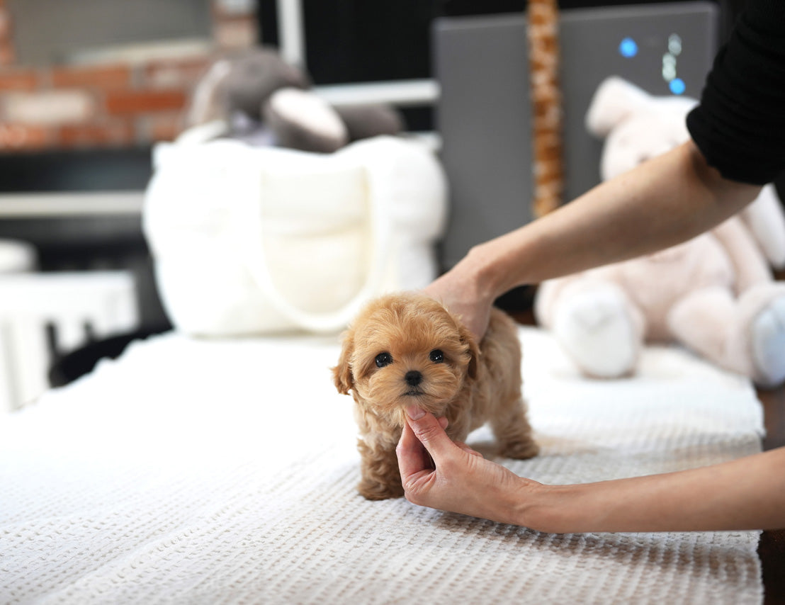 MALTIPOO_MORIYA