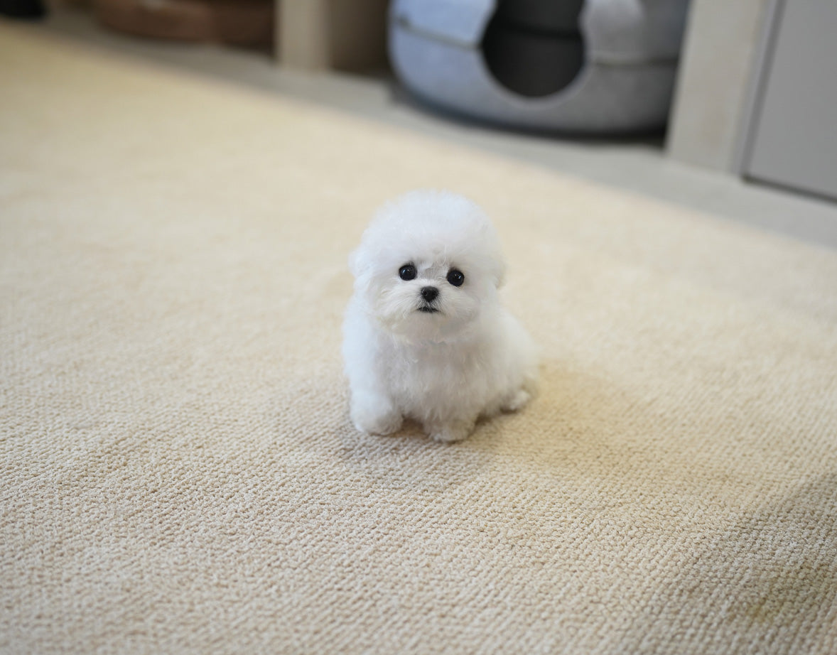 BICHON_BUGATTI