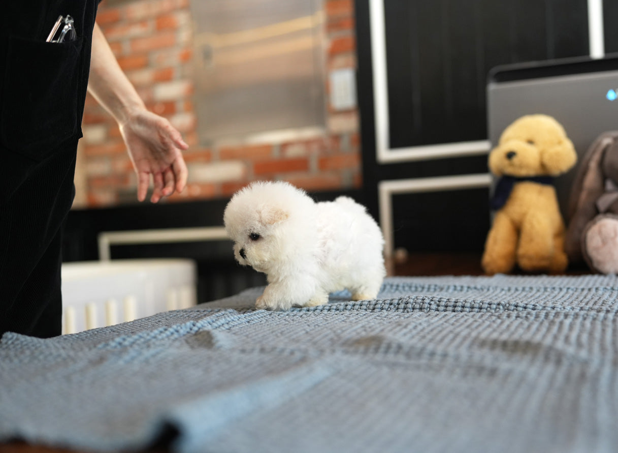 BICHON_SONY