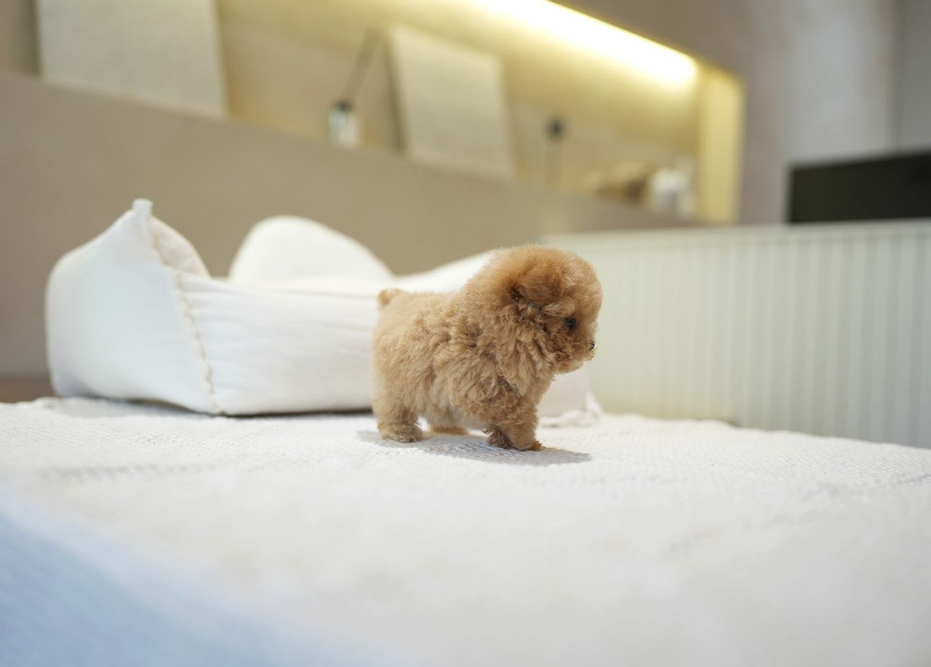 POODLE_RUBBY