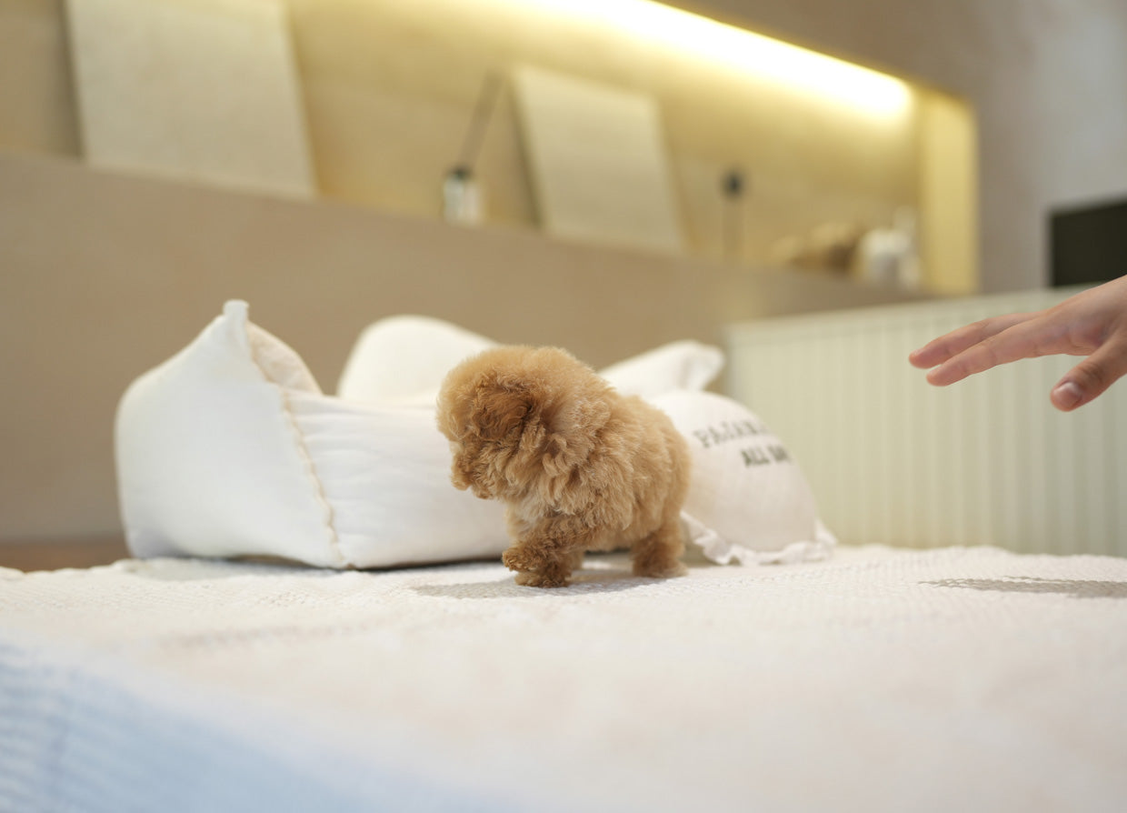 POODLE_RUBBY