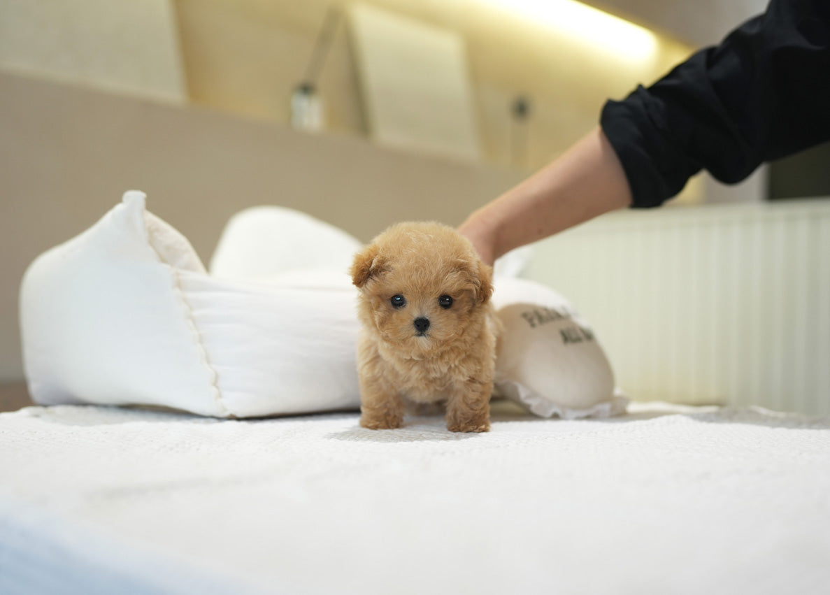 POODLE_RUBBY