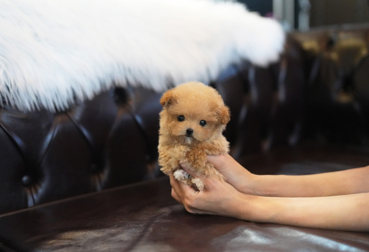 POODLE_RUBBY
