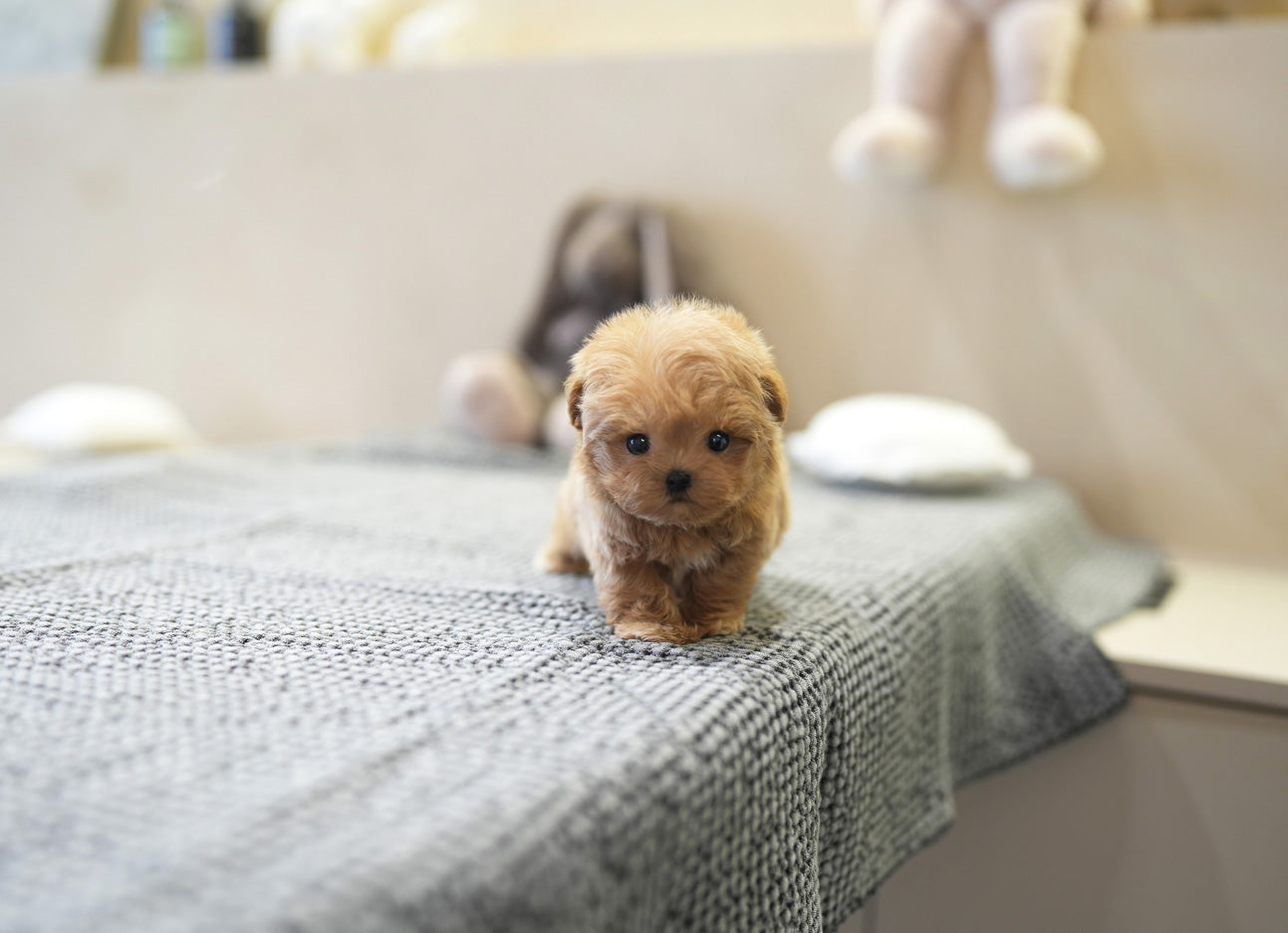 MALTIPOO_BO