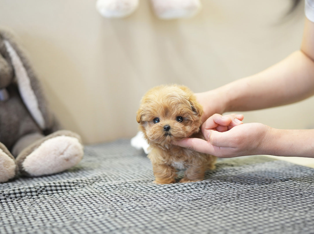 MALTIPOO_BO