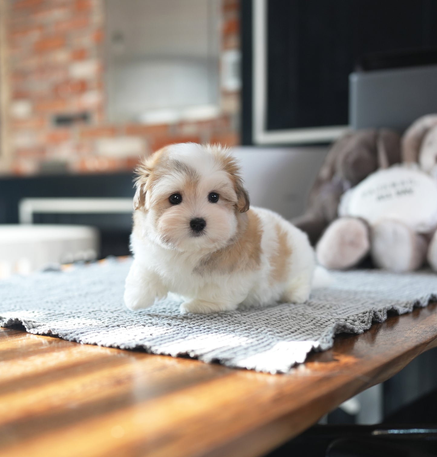 COTON DE TULEAR_MOKA