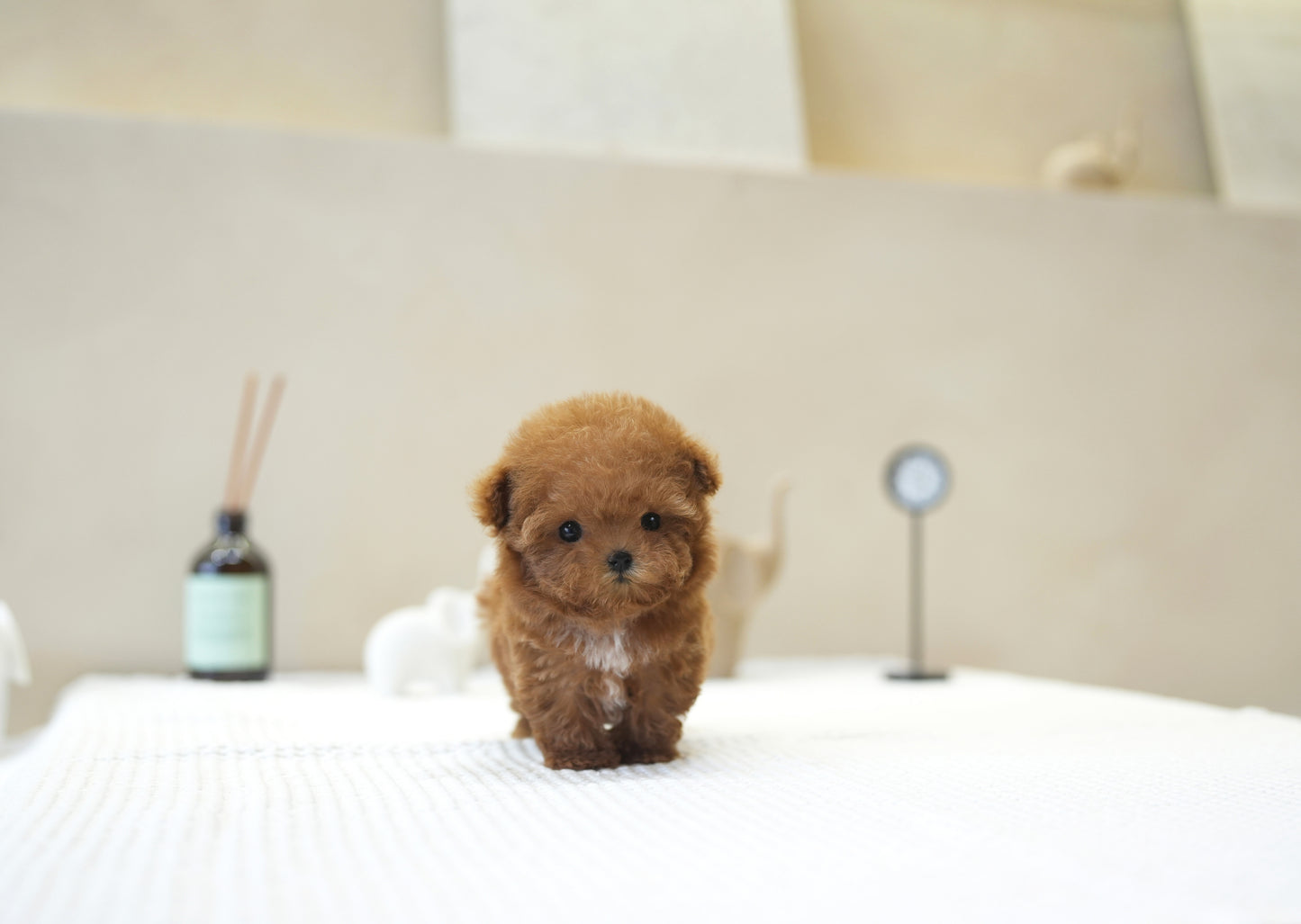 POODLE_MIYOO