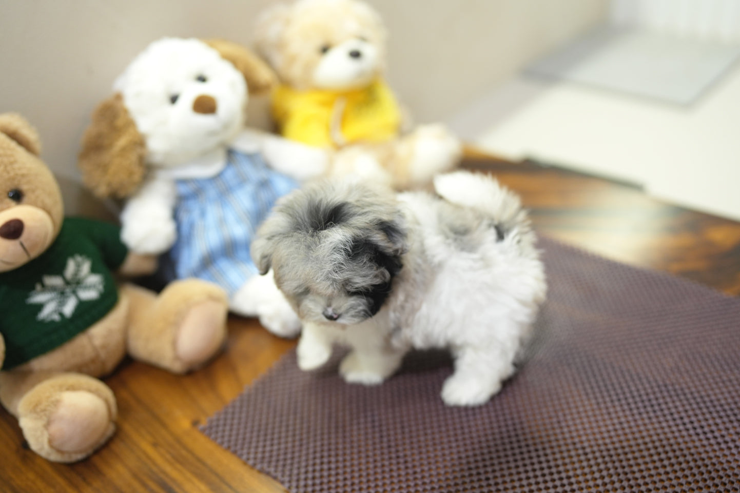 MALTIPOO_YEJOO