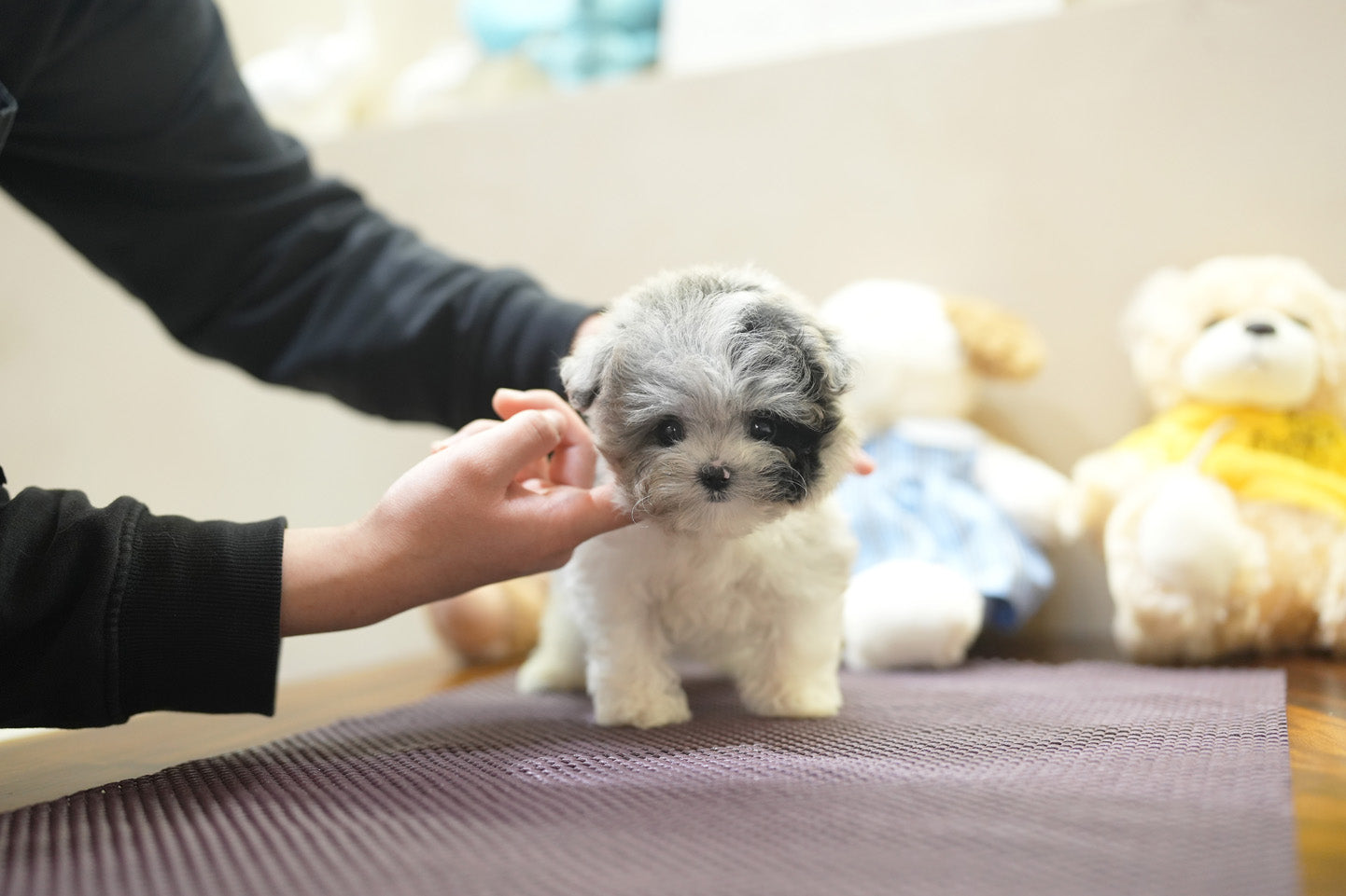 MALTIPOO_YEJOO