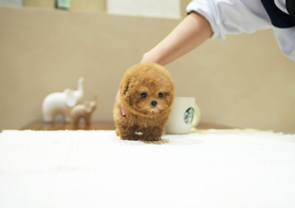 POODLE_COFFEE