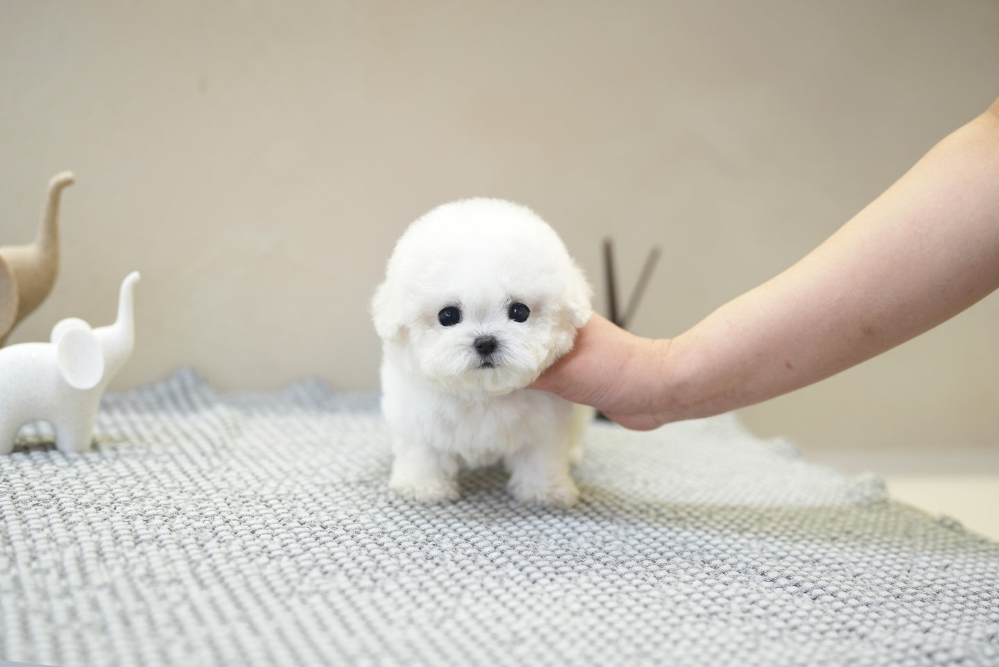 BICHON_LALA