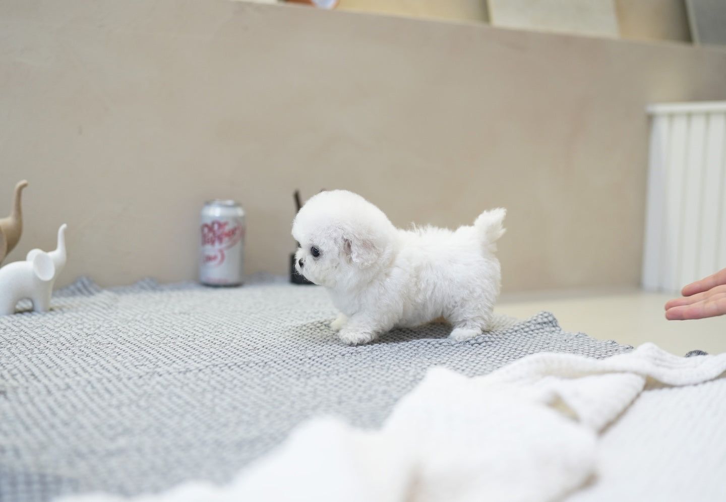 BICHON_LALA