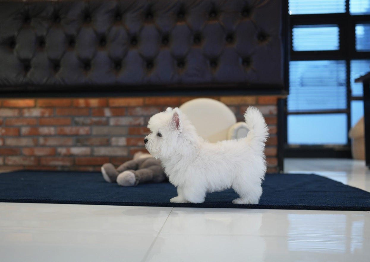 WEST HIGHLAND WHITE TERRIER_CESAR