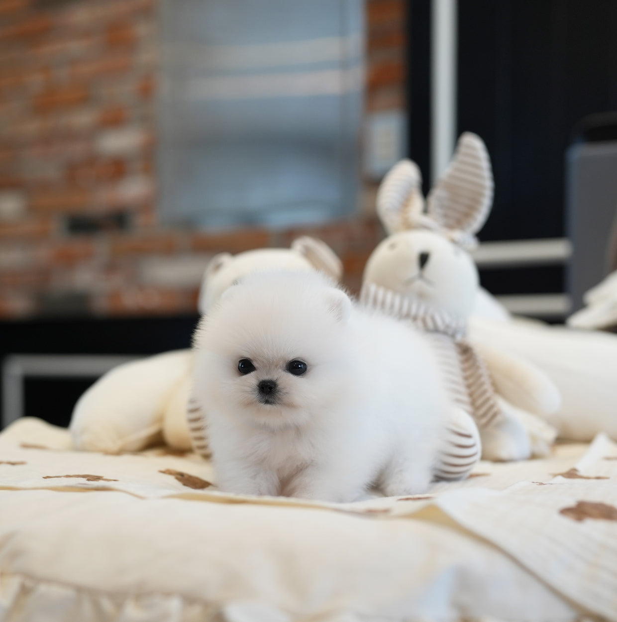 POMERANIAN_PPOMI - JIHOONS TEA CUP PUPPY