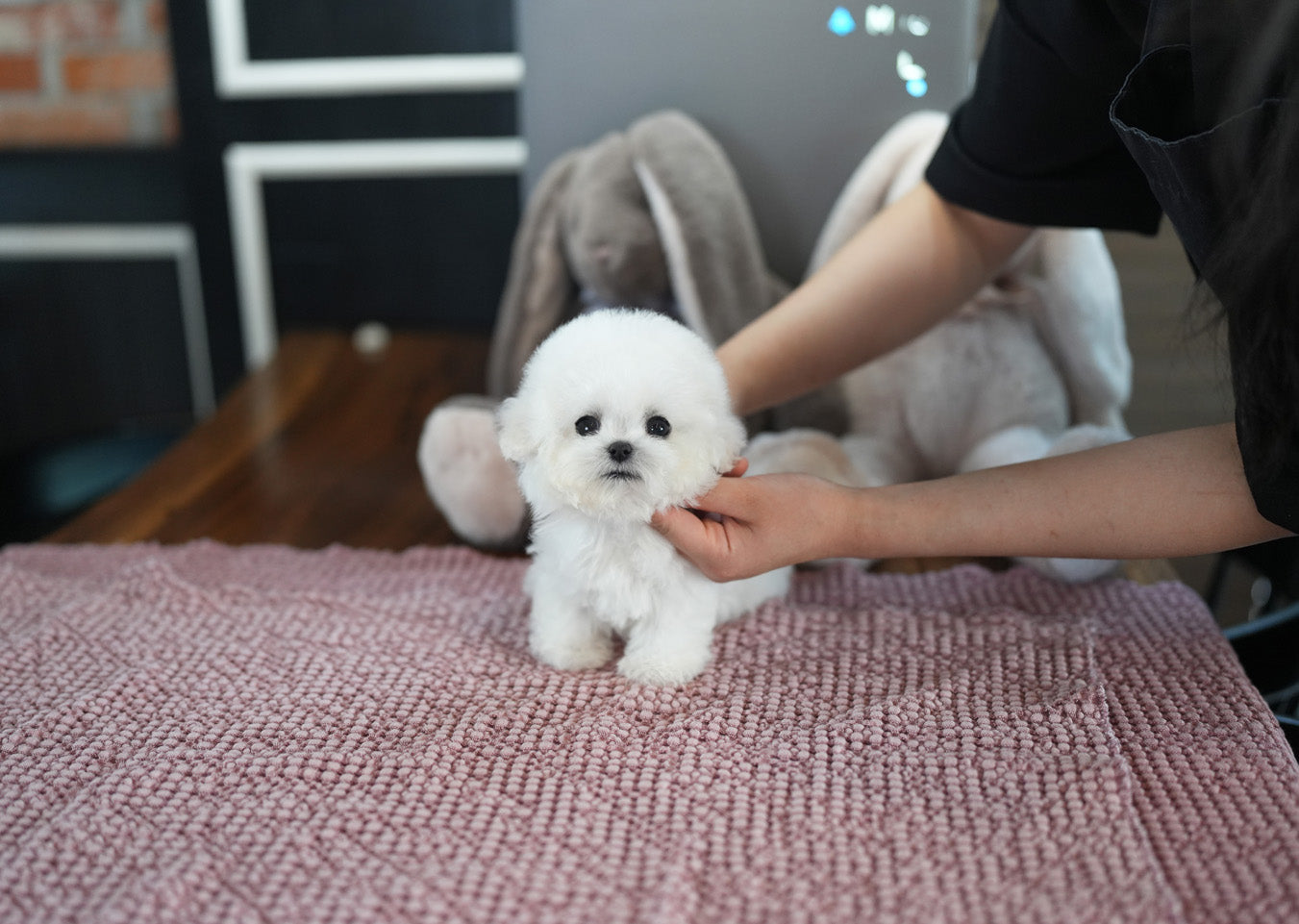 BICHON_RORA