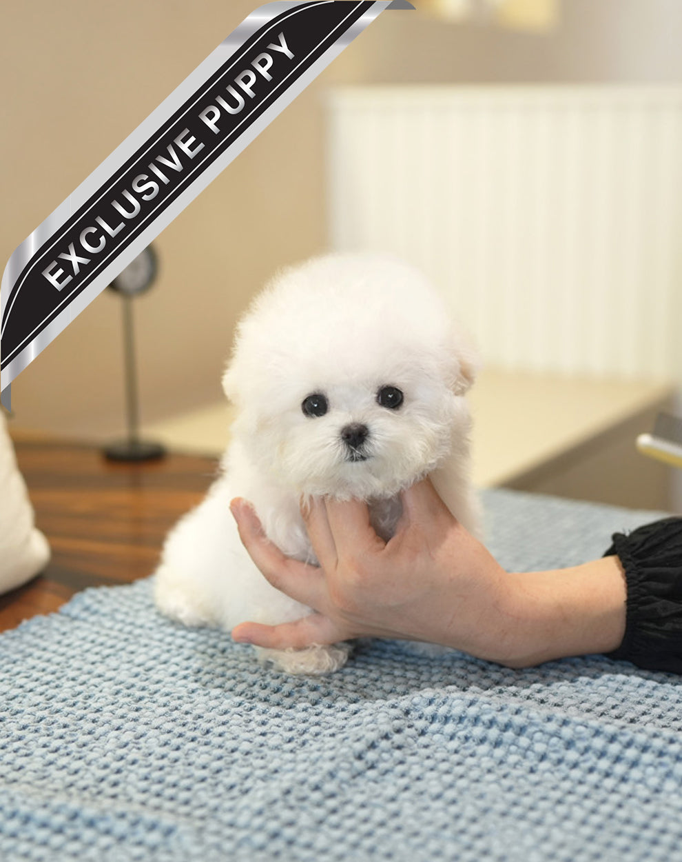 BICHON_BUGATTI