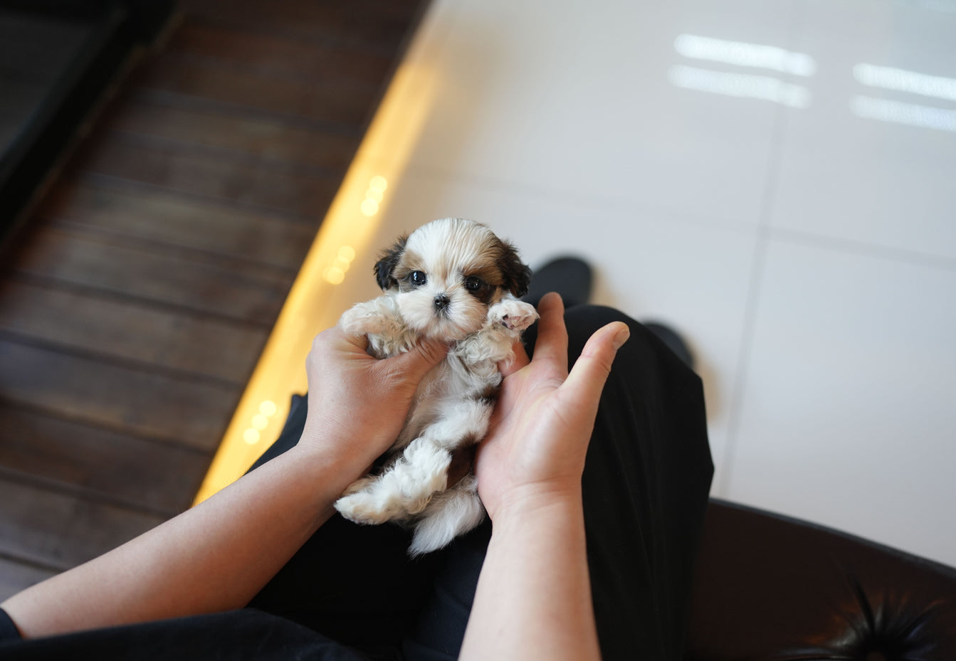 SHIH TZU_YANGENG