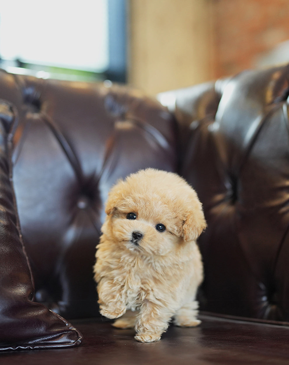 POODLE_CREAM