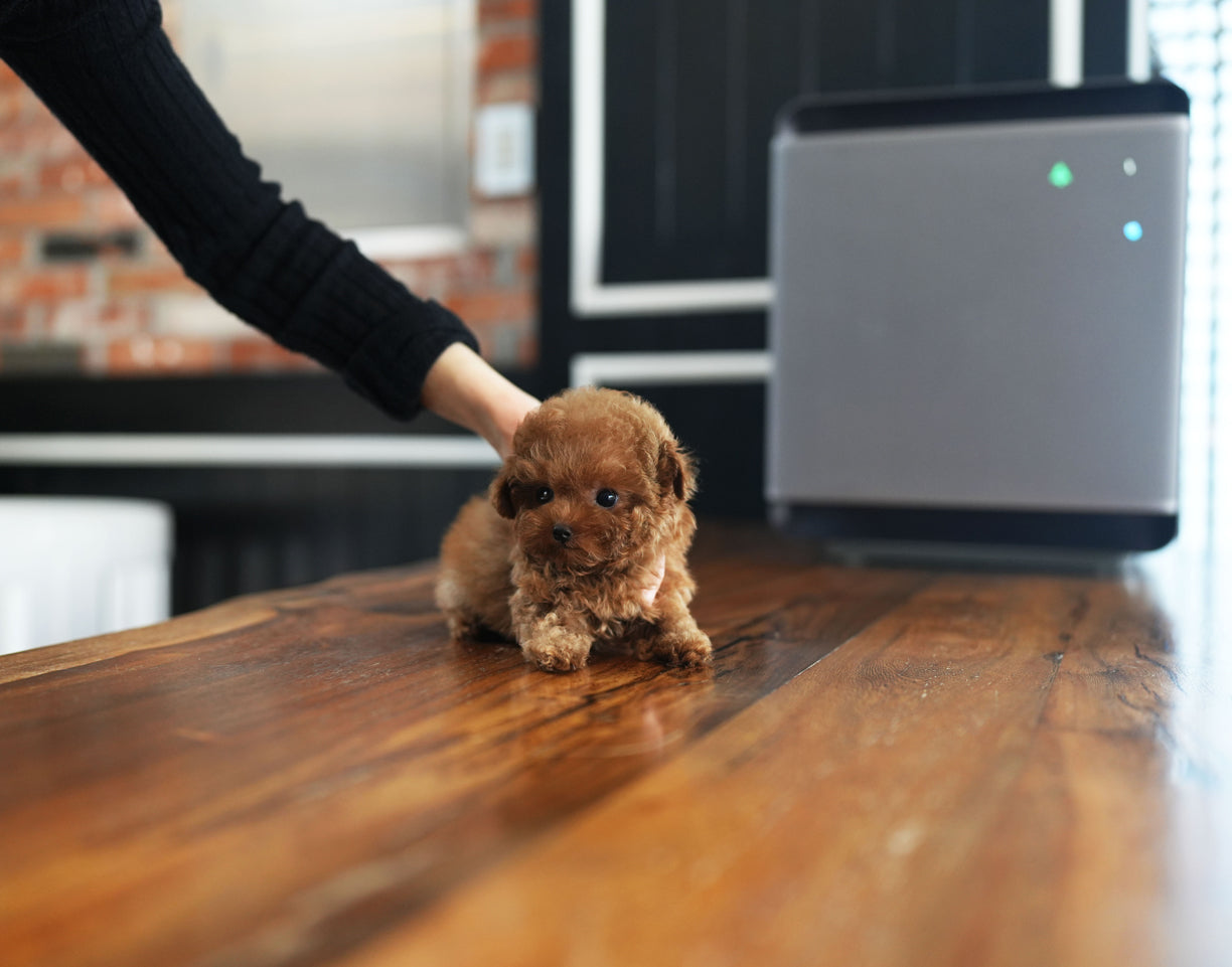 POODLE_BIN
