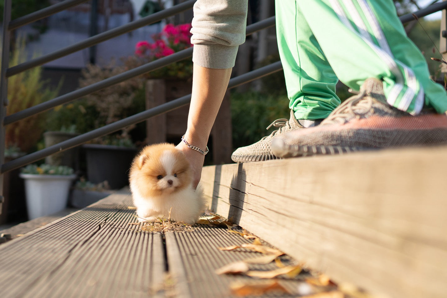 POMERANIAN_MAO