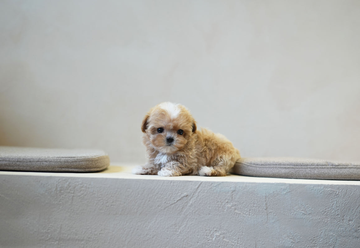 MALTIPOO_WOORI