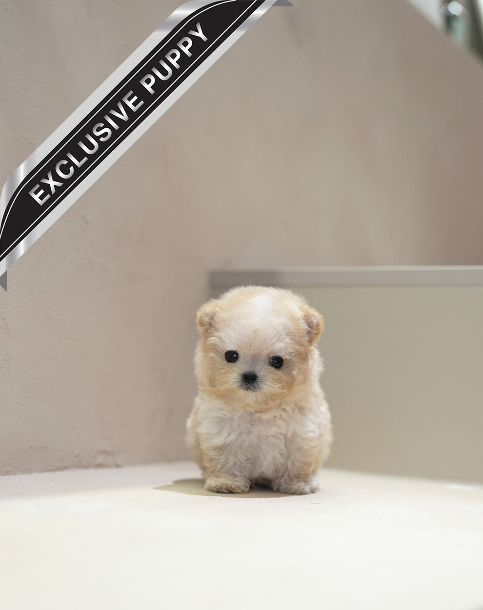 MALTIPOO_Runie