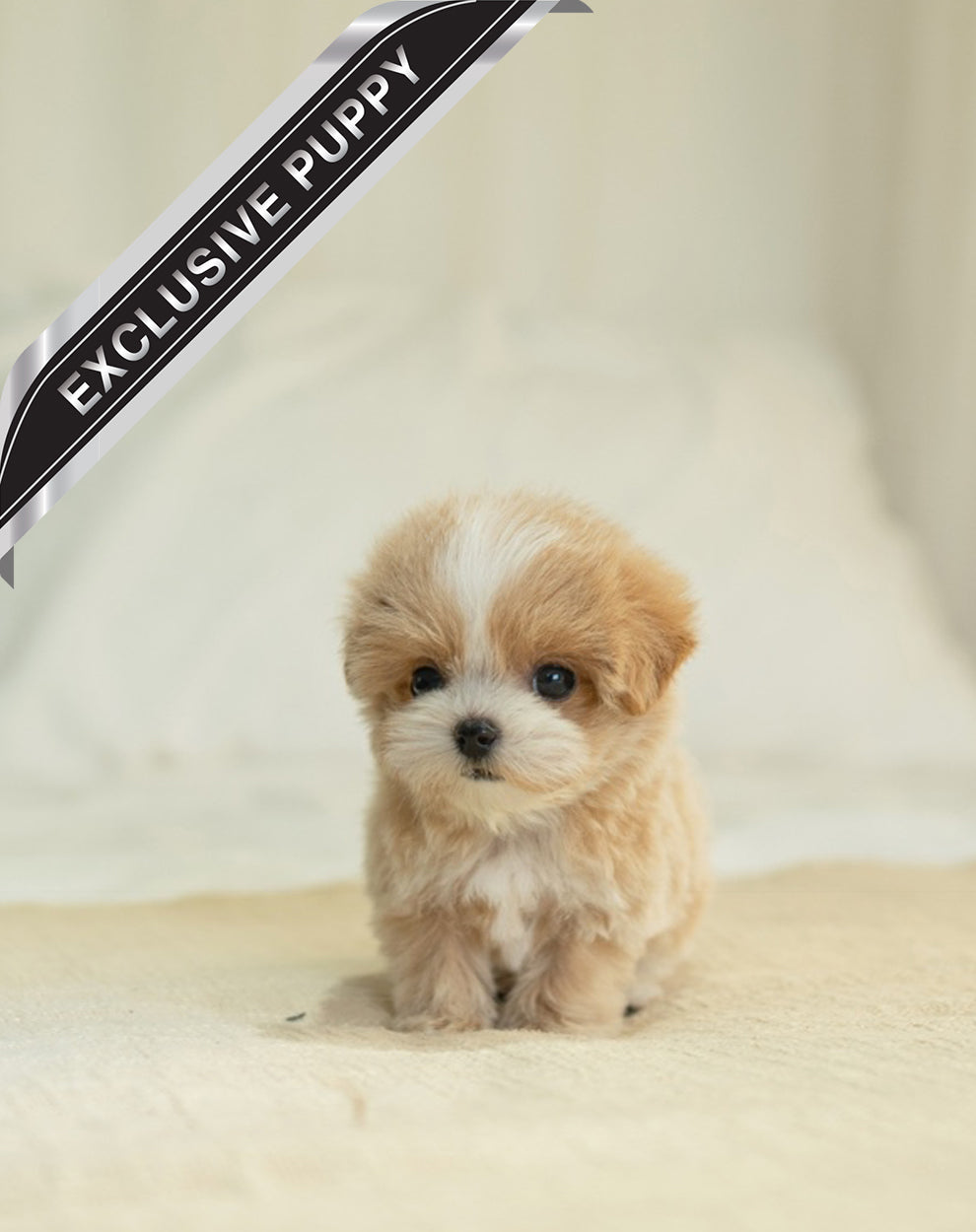 MALTIPOO_JENY