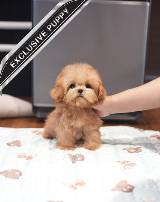 MALTIPOO_KAO