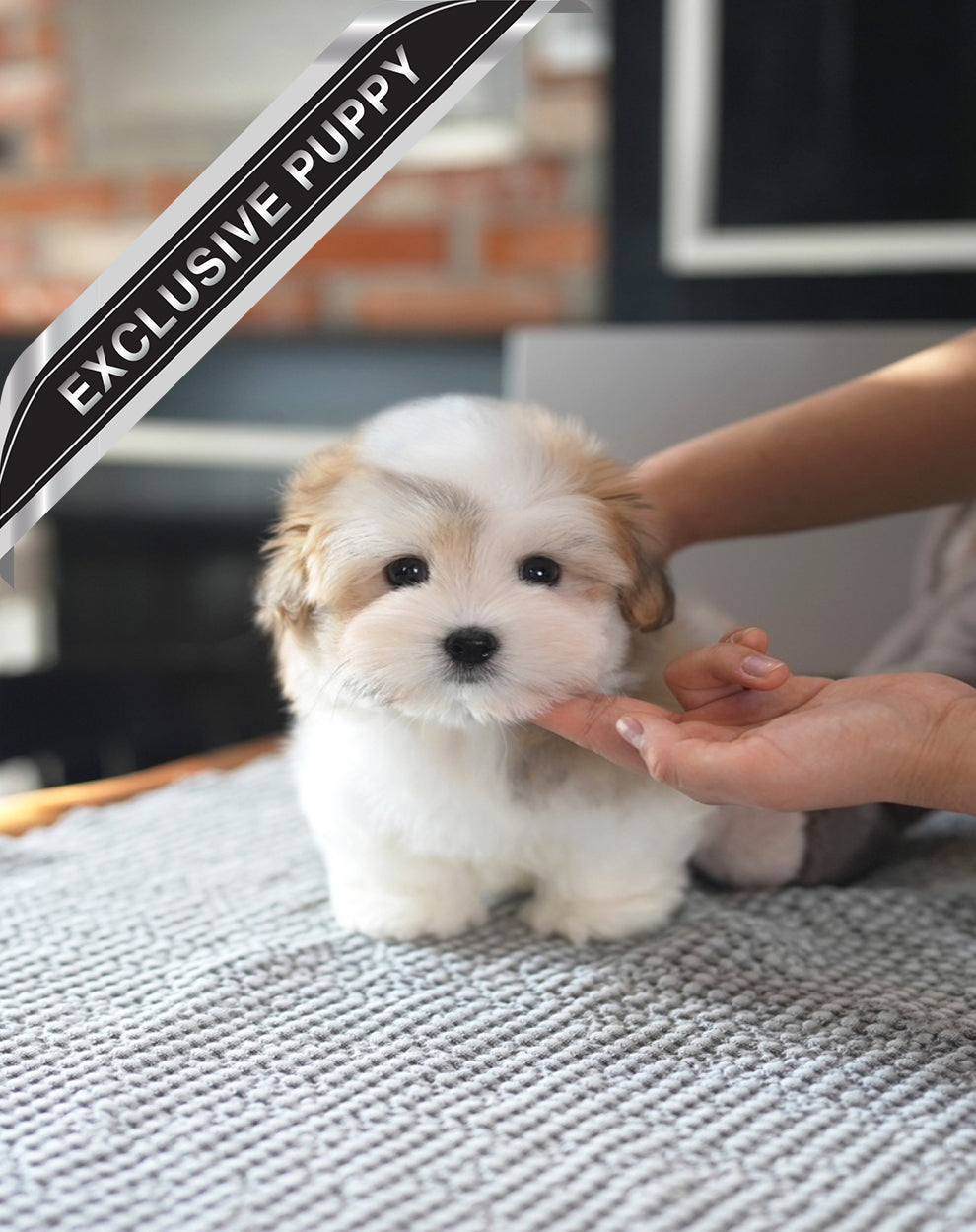 COTON DE TULEAR_MOKHWA
