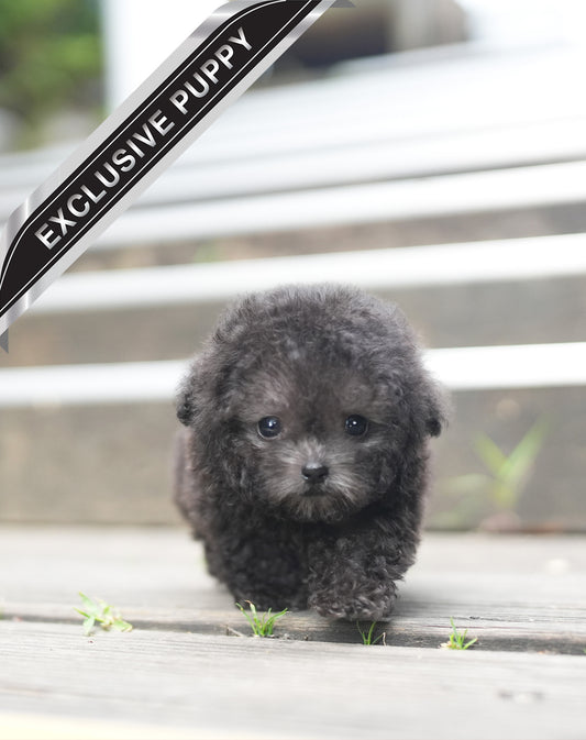 POODLE_RABI