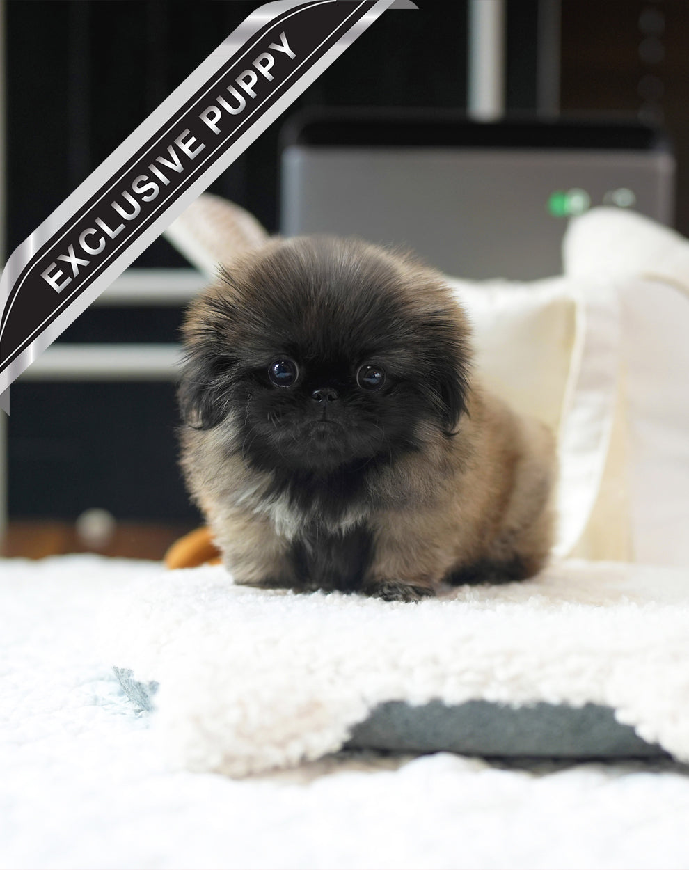 PEKINGESE_MOCHA